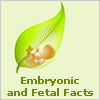 Embryonic and Fetal Facts