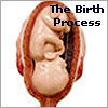 The Birth Process